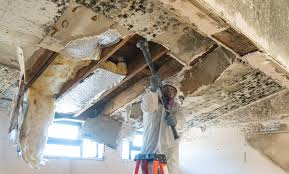 Mold Remediation for Rental Properties in San Anselmo, CA